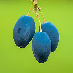 Baies d'un mahonia faux houx. (définition réelle 3&nbsp;456&nbsp;×&nbsp;3&nbsp;456)